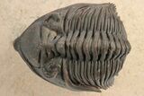 Detailed Metacanthina Trilobite - Lghaft, Morocco #248773-3